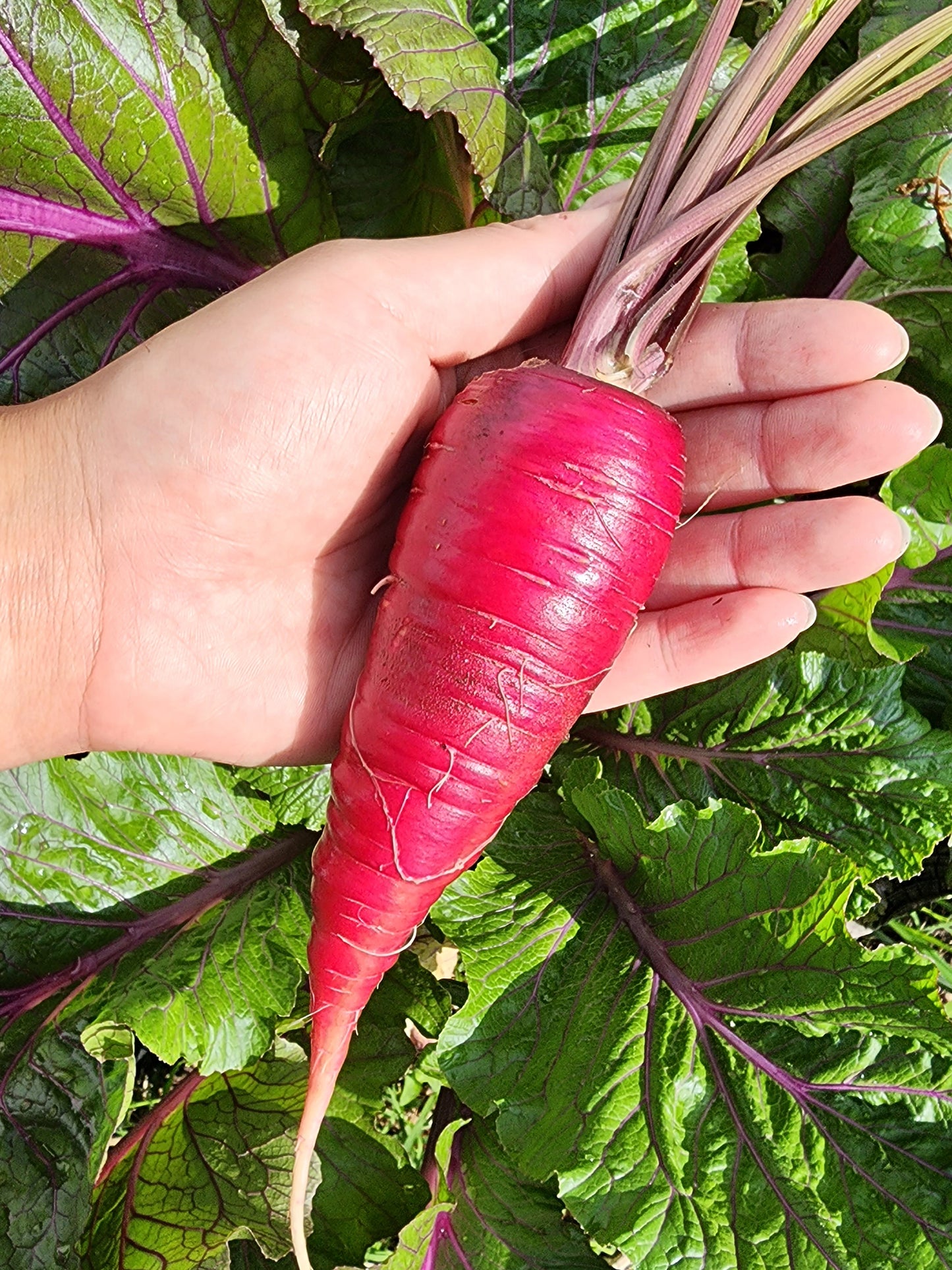 Cosmic Purple Carrot