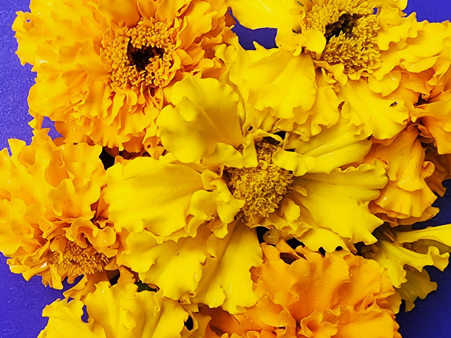 Crackerjack Large Marigold