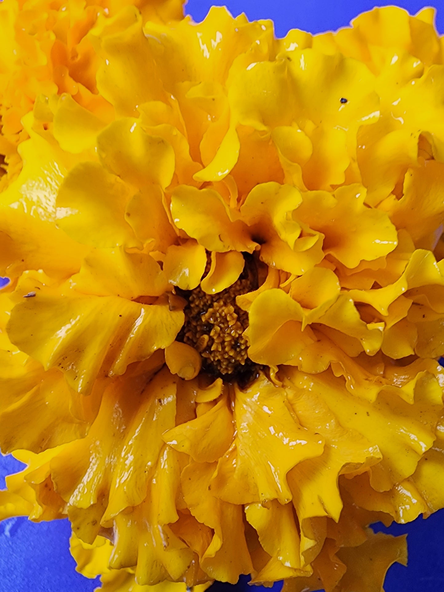 Crackerjack Large Marigold