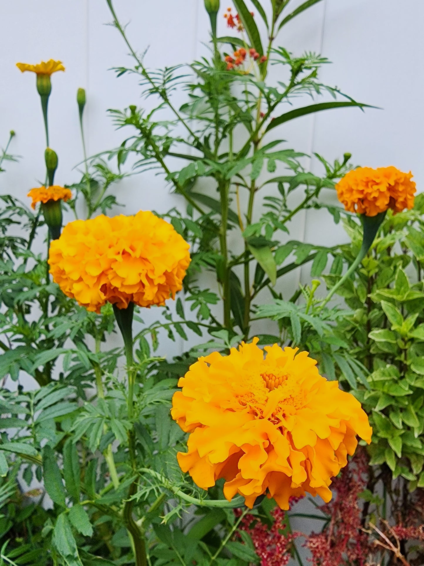 Crackerjack Large Marigold