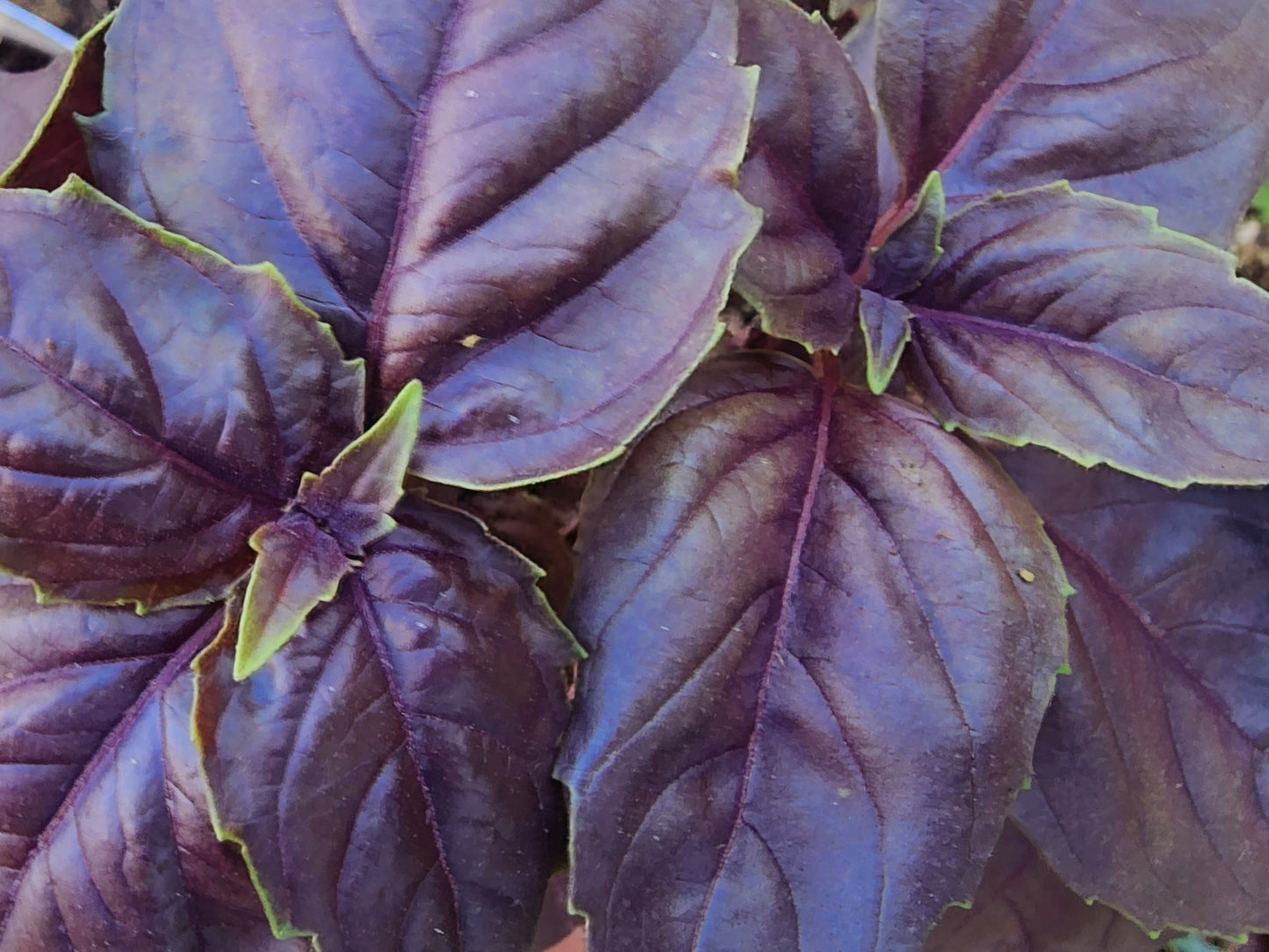 Dark Opal Purple Sweet Basil