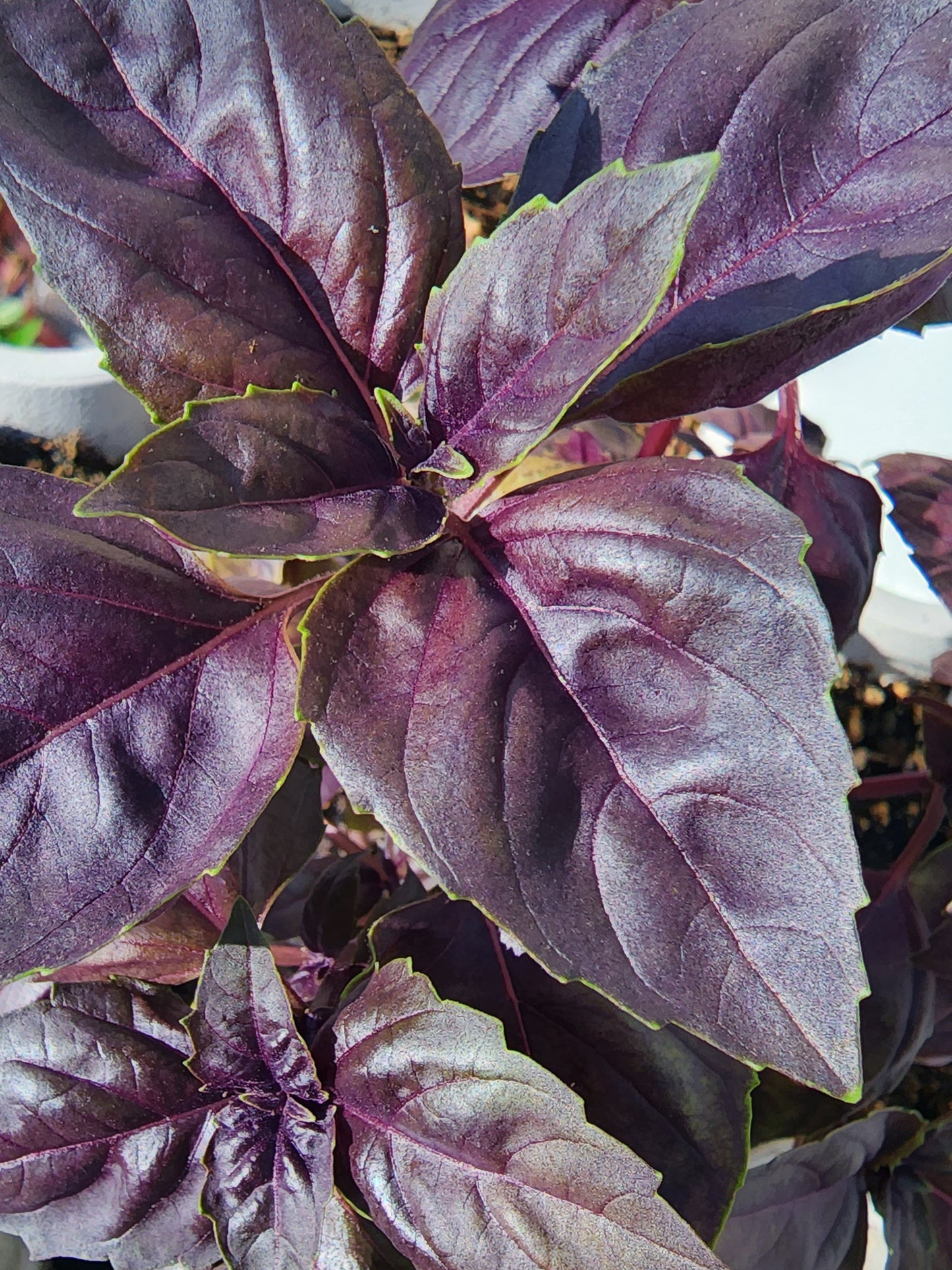 Dark Opal Purple Sweet Basil