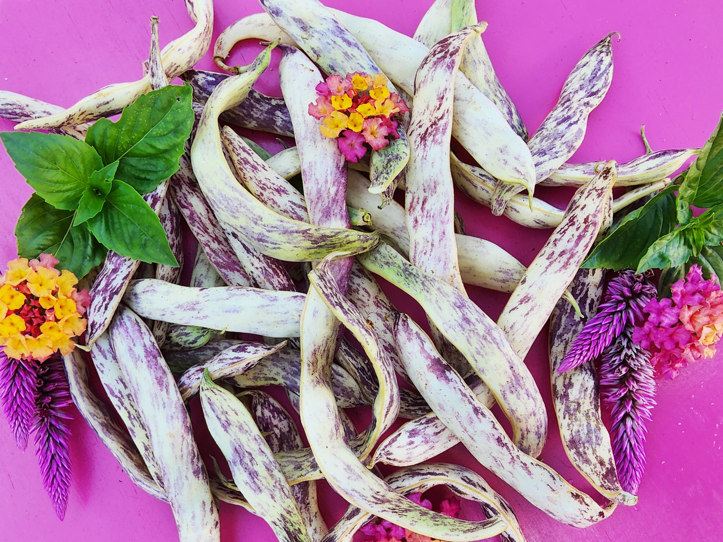 Dragon Tongue Bush Bean Seeds