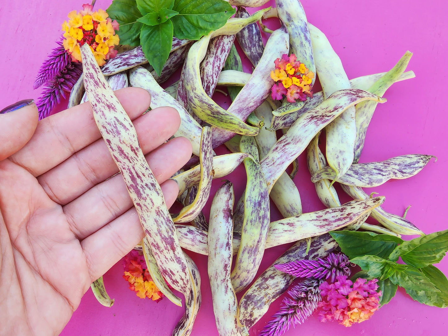 Dragon Tongue Bush Bean Seeds