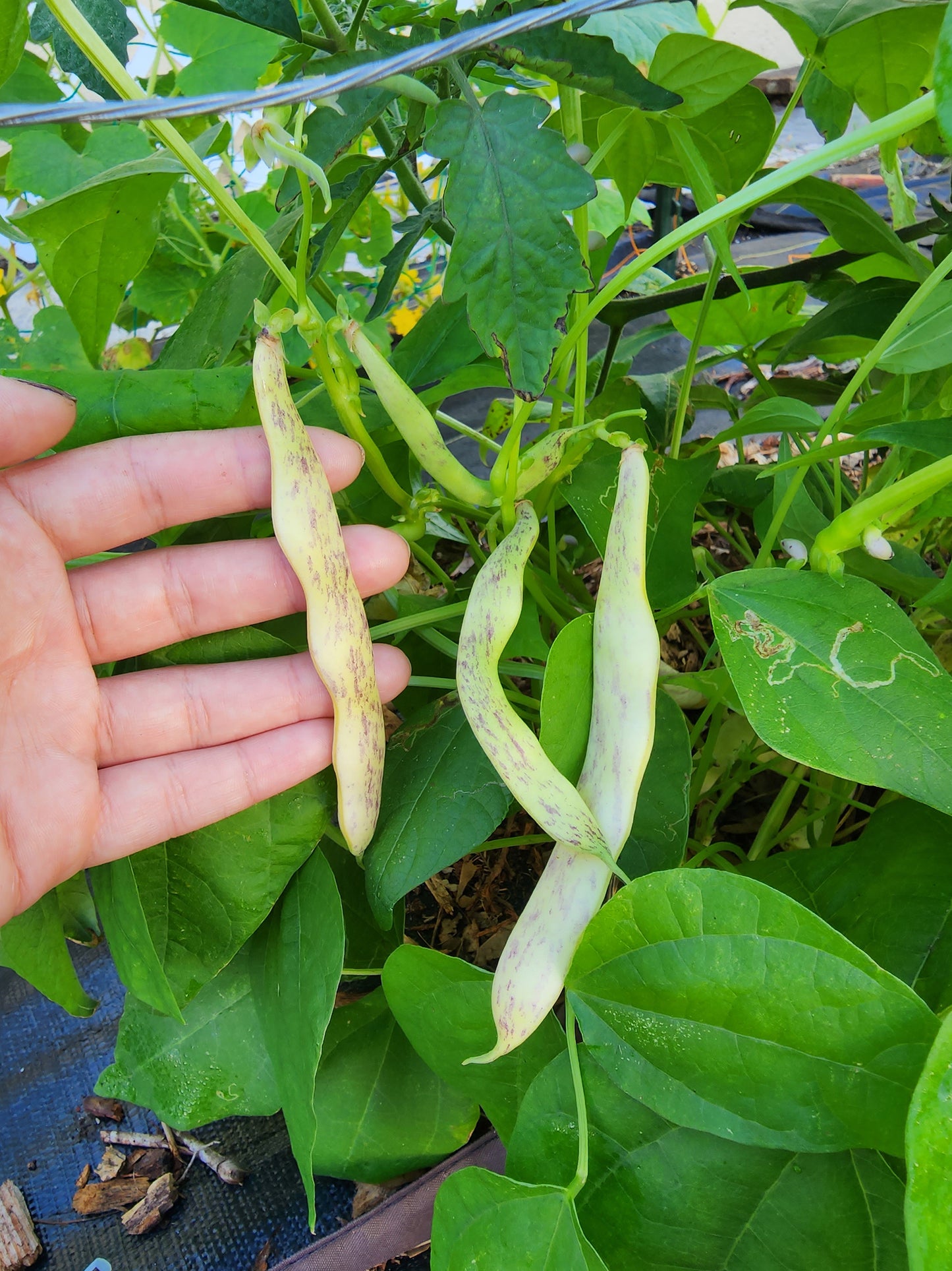 Dragon Tongue Bush Bean Seeds