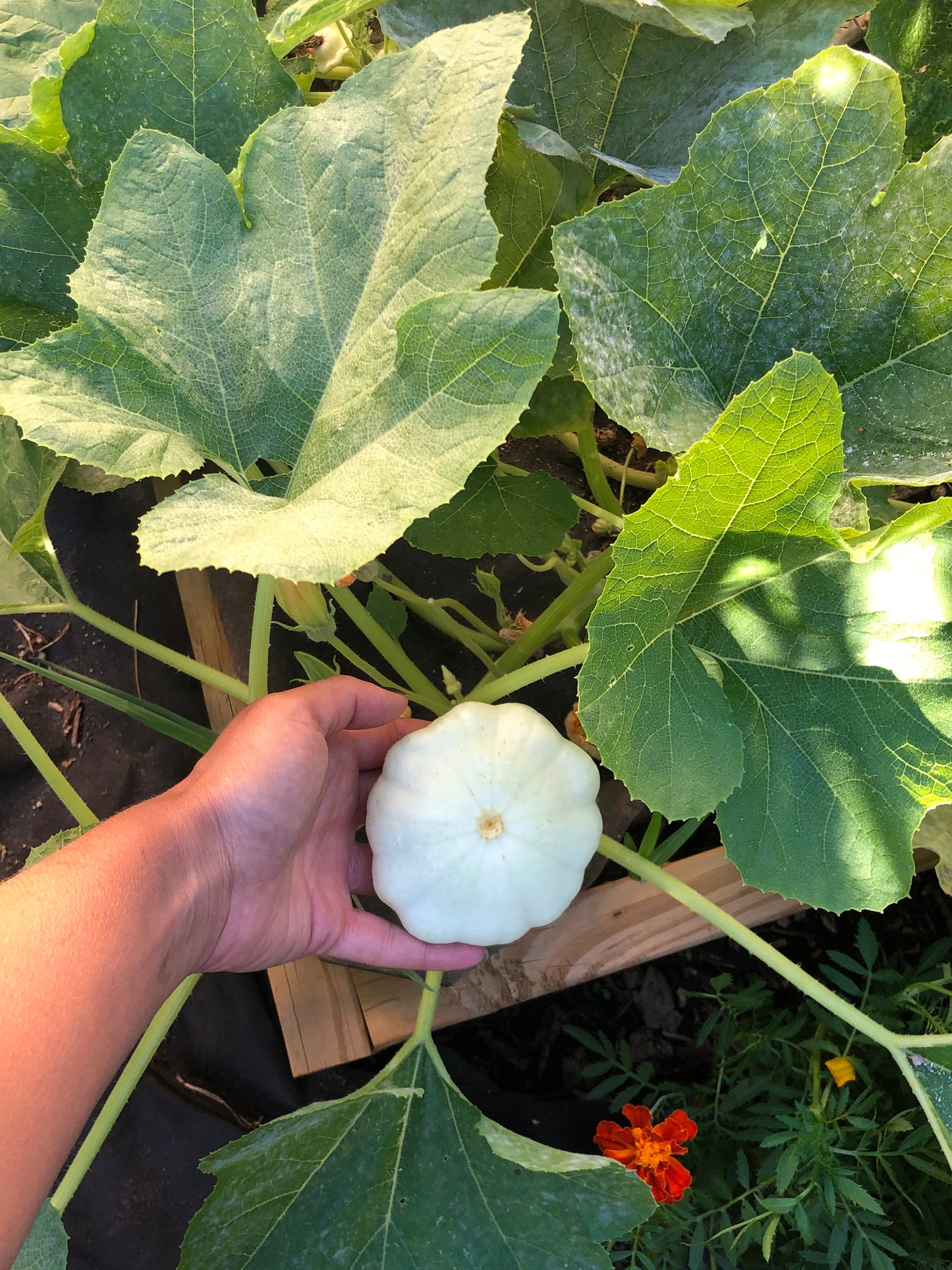 Early White Patty Pan Squash