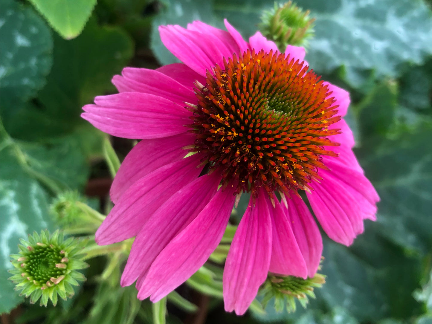 Echinacea Purple Coneflower