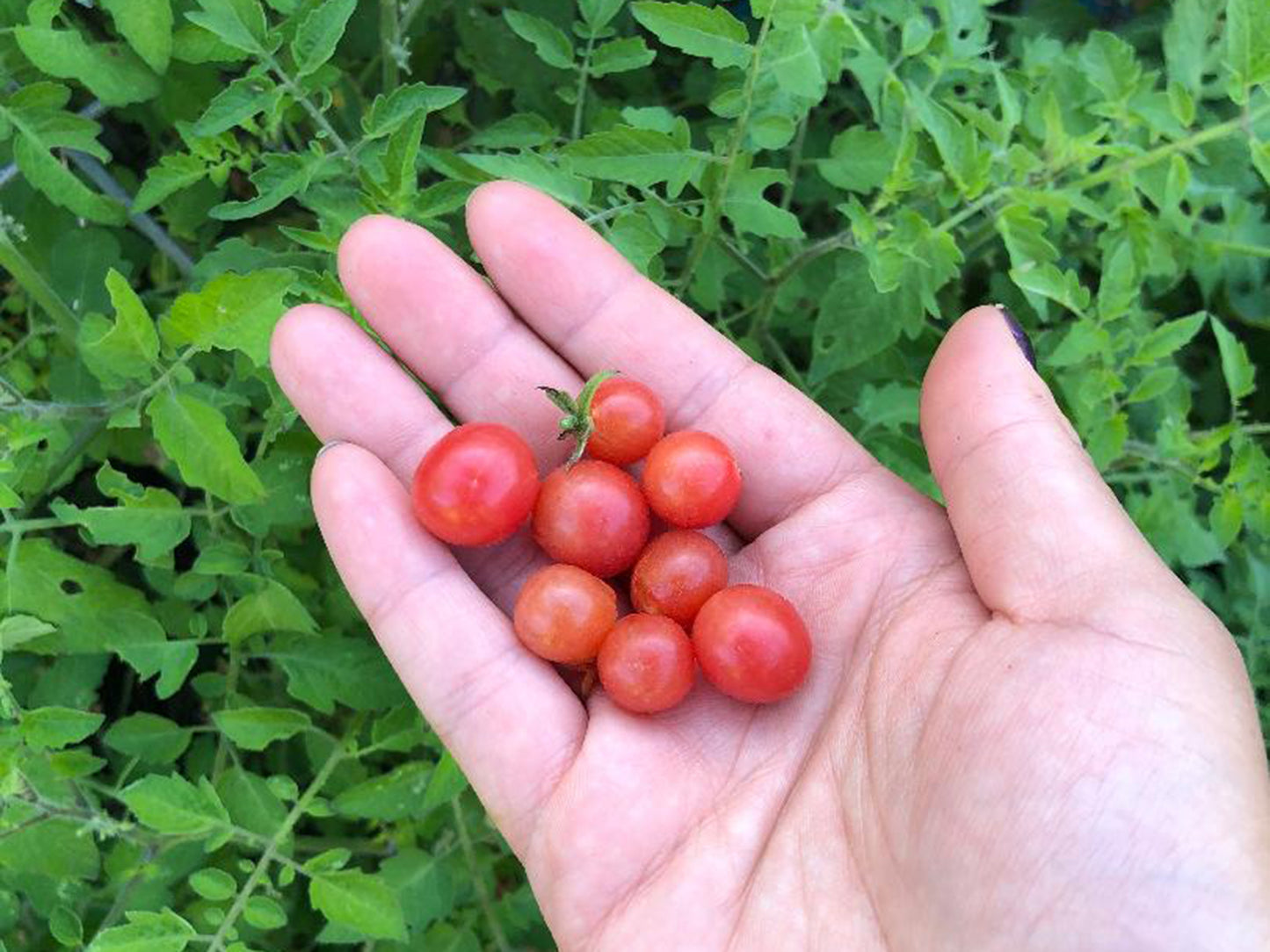 Everglades Tomato LIVE Plant