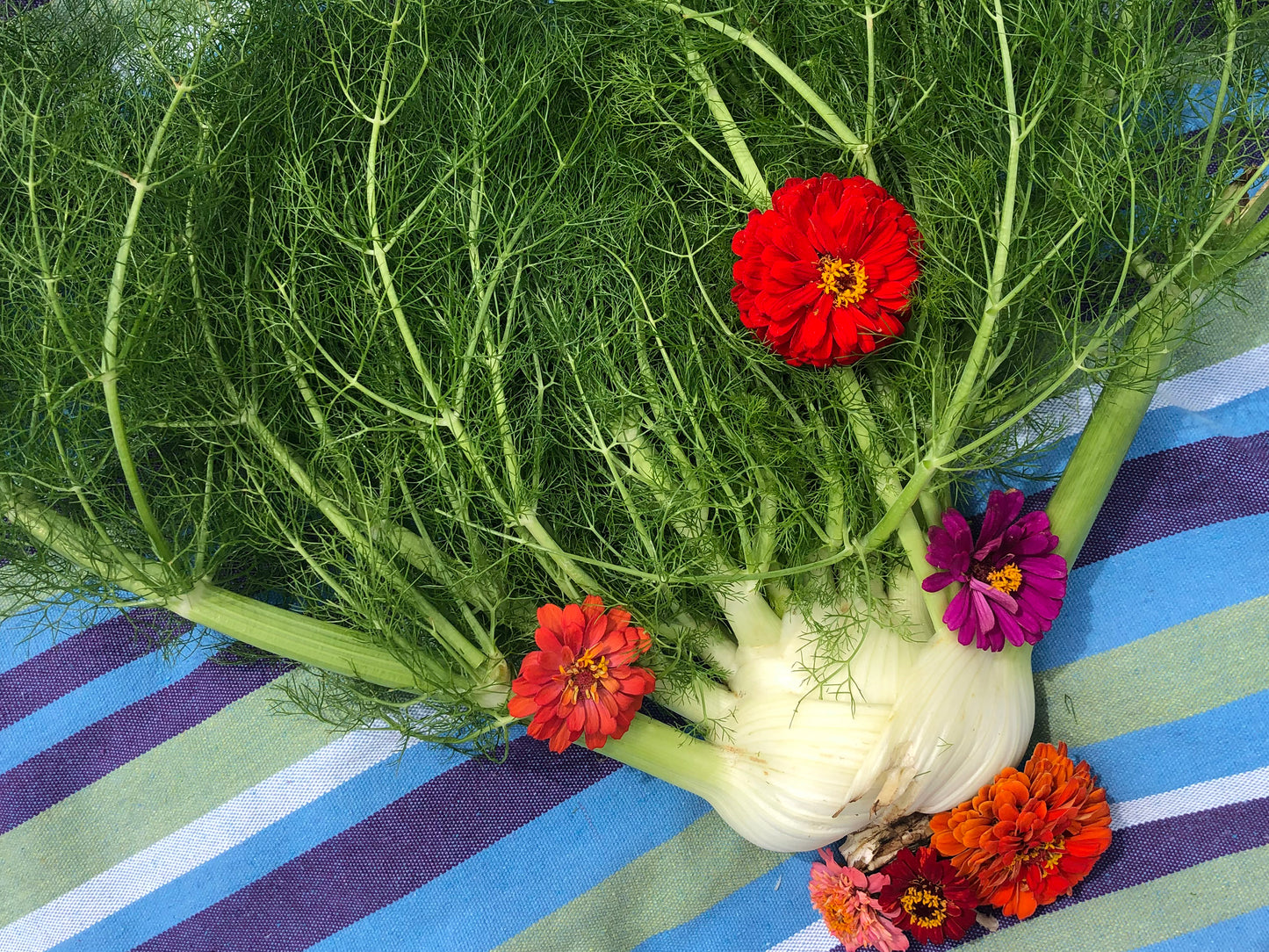 Fennel Vegetable & Herb Seeds