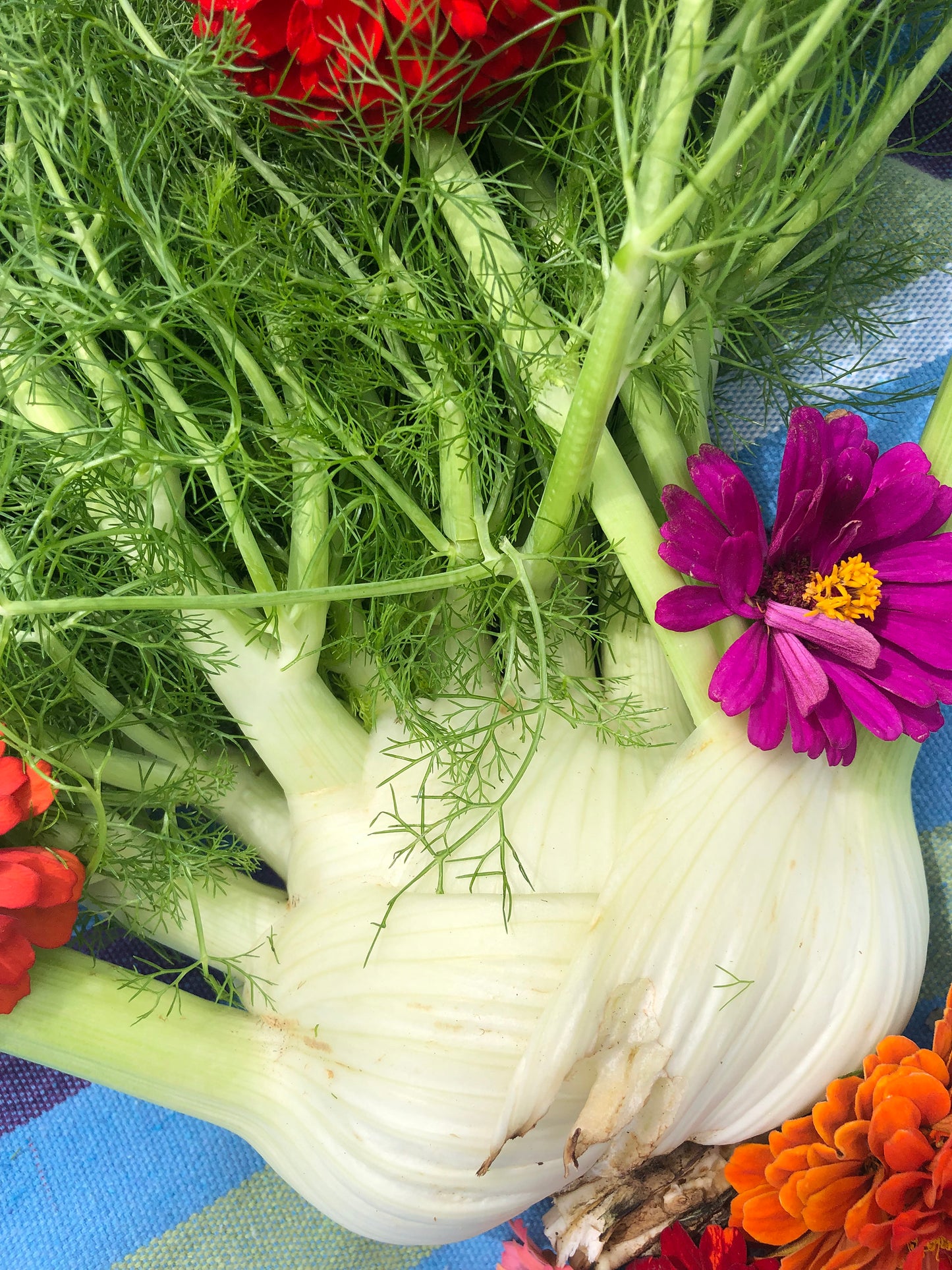 Fennel Vegetable & Herb Seeds