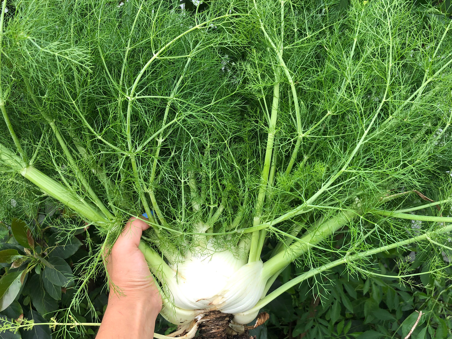 Fennel Vegetable & Herb Seeds