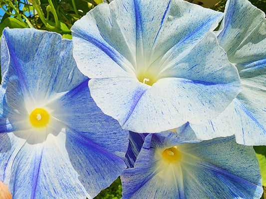 Flying Saucers Morning Glory