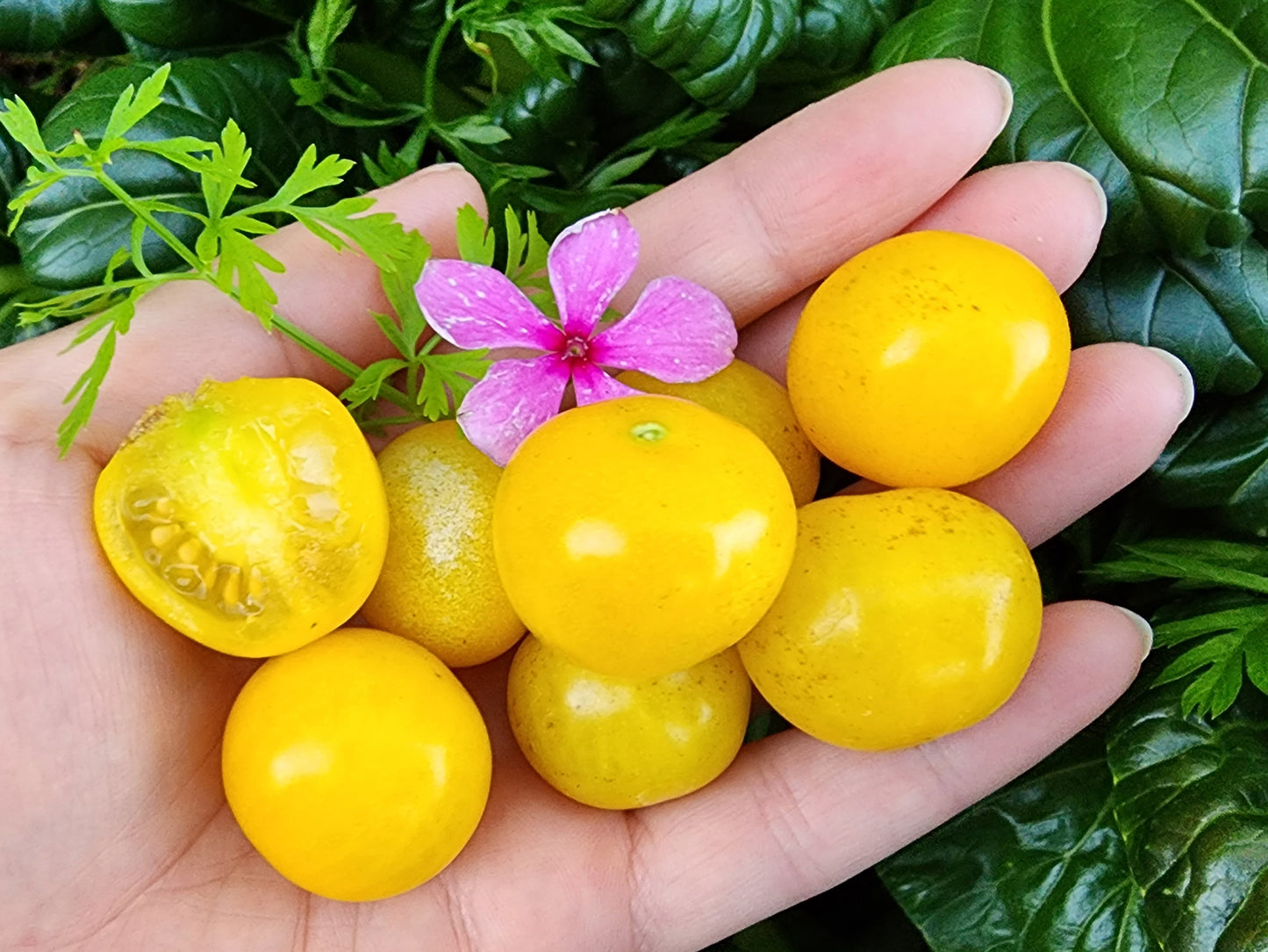 Galina Yellow Cherry Tomato