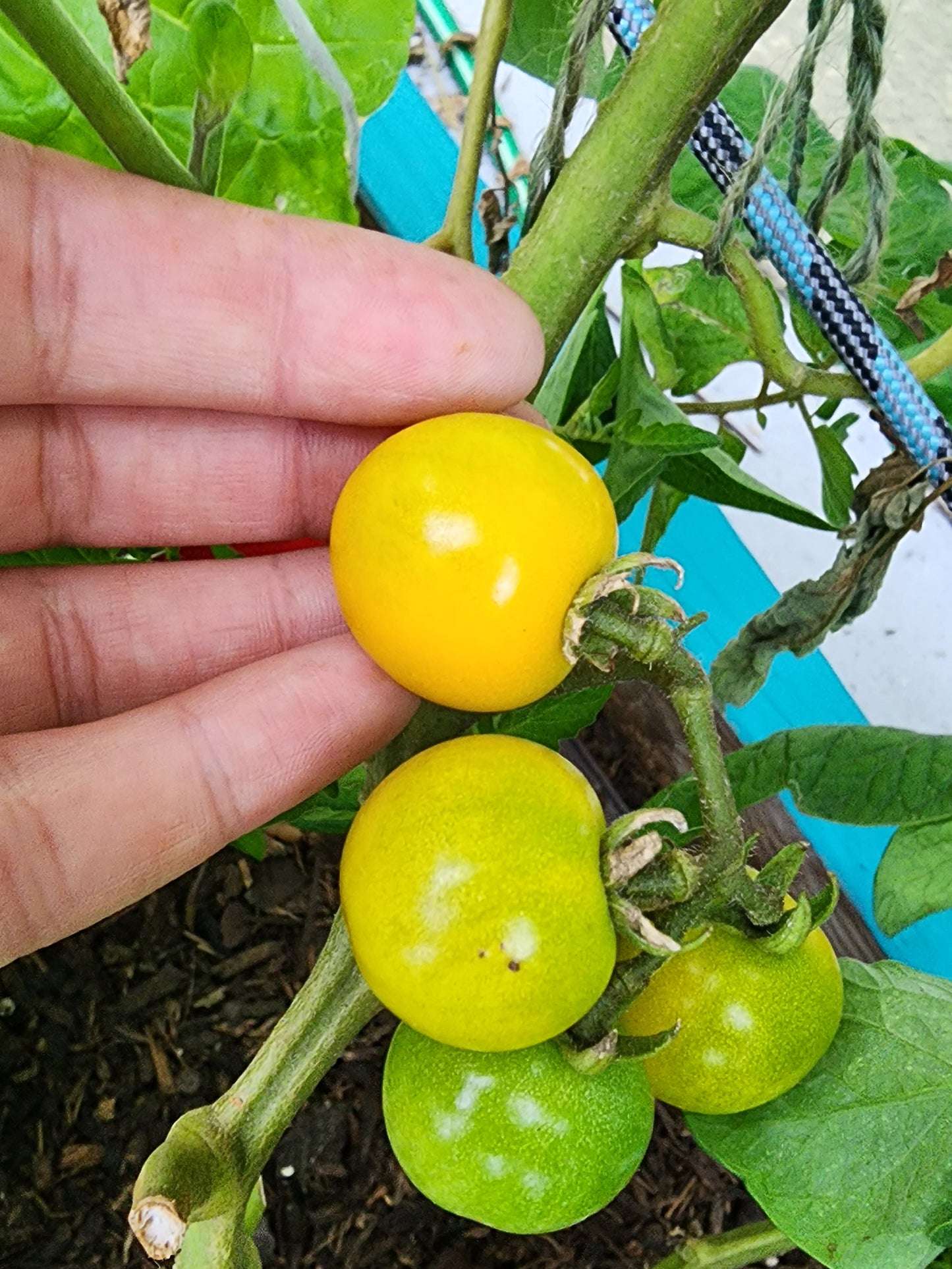 Galina Yellow Cherry Tomato