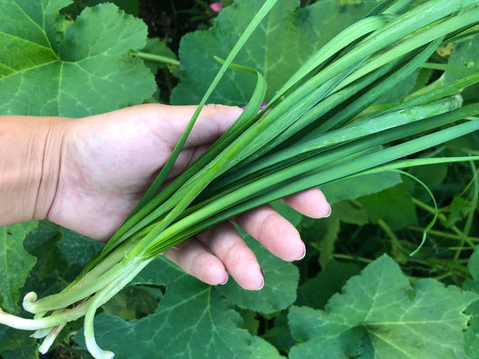 Garlic Chive Seeds