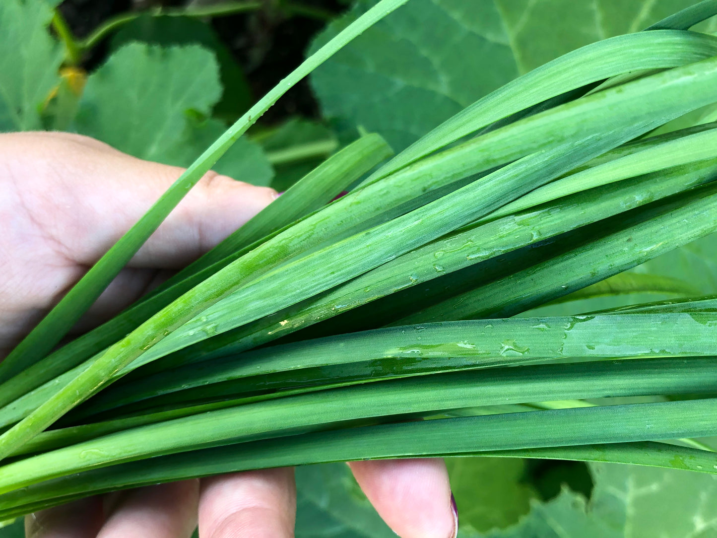 Garlic Chive Seeds