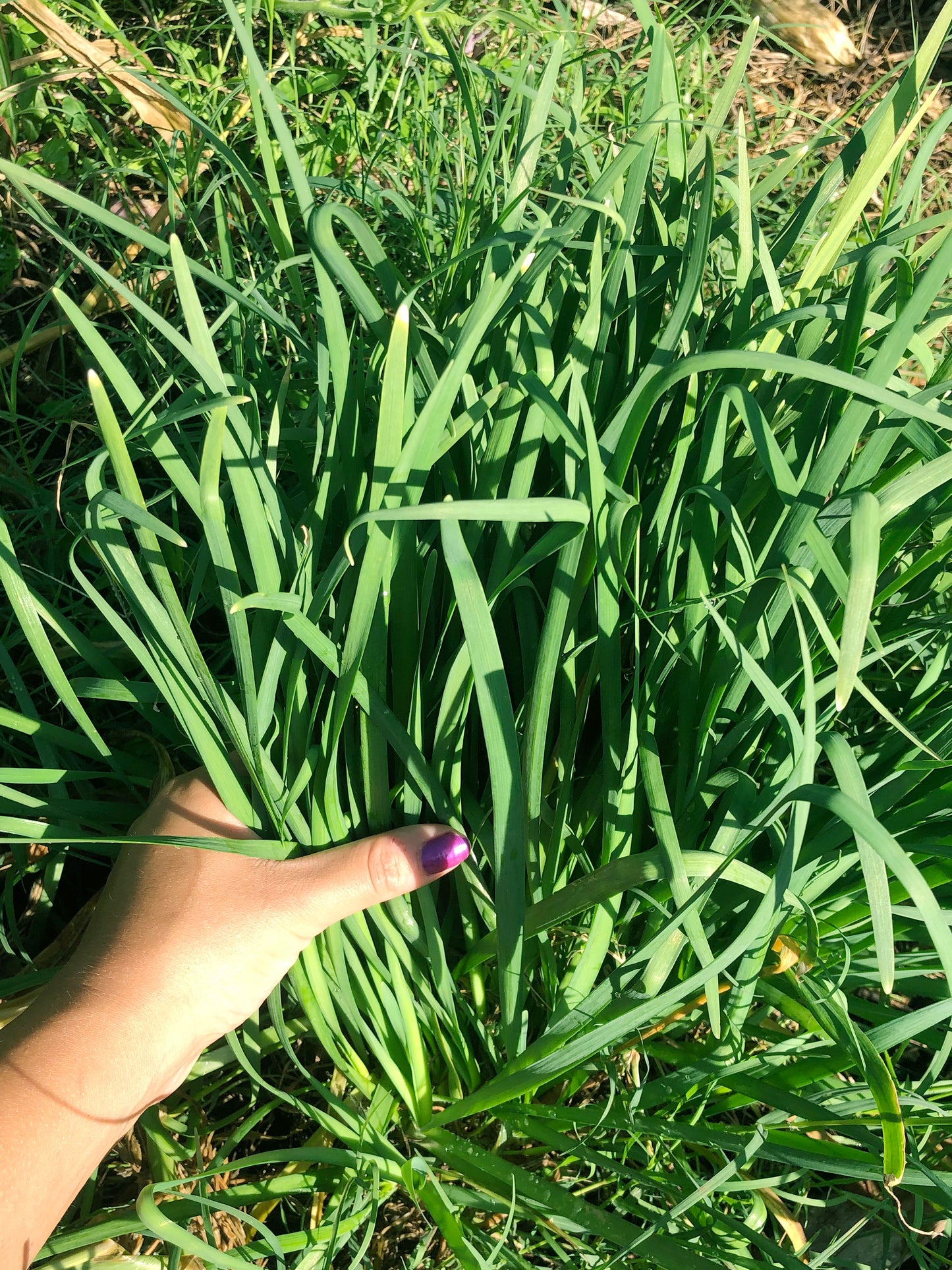 Garlic Chive Seeds