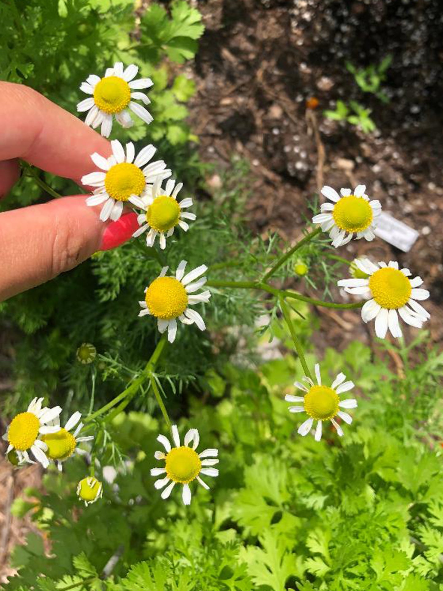 German Chamomile