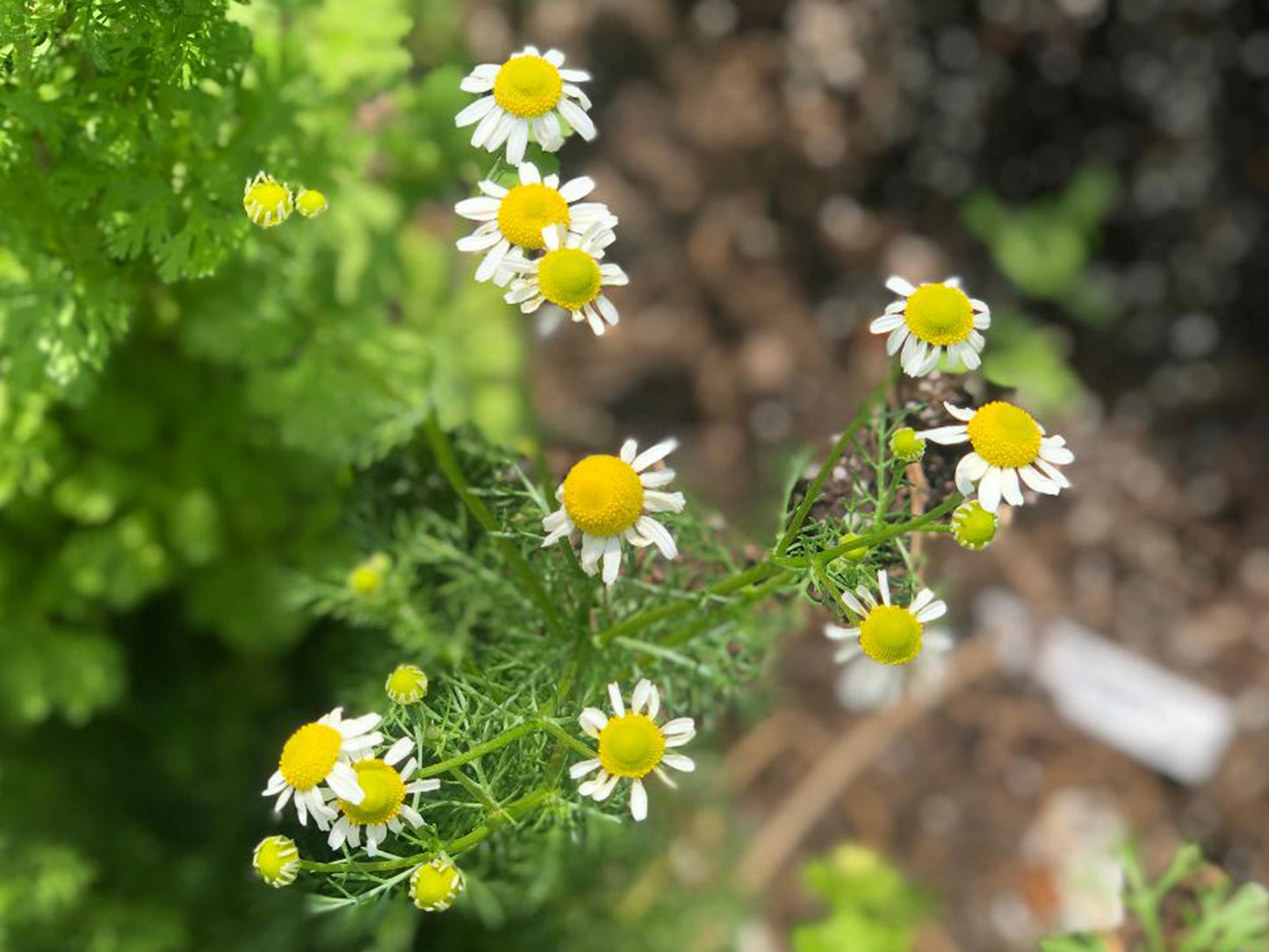 German Chamomile