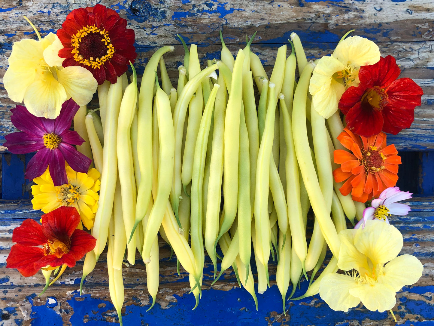 Golden Wax Bush Bean Seeds