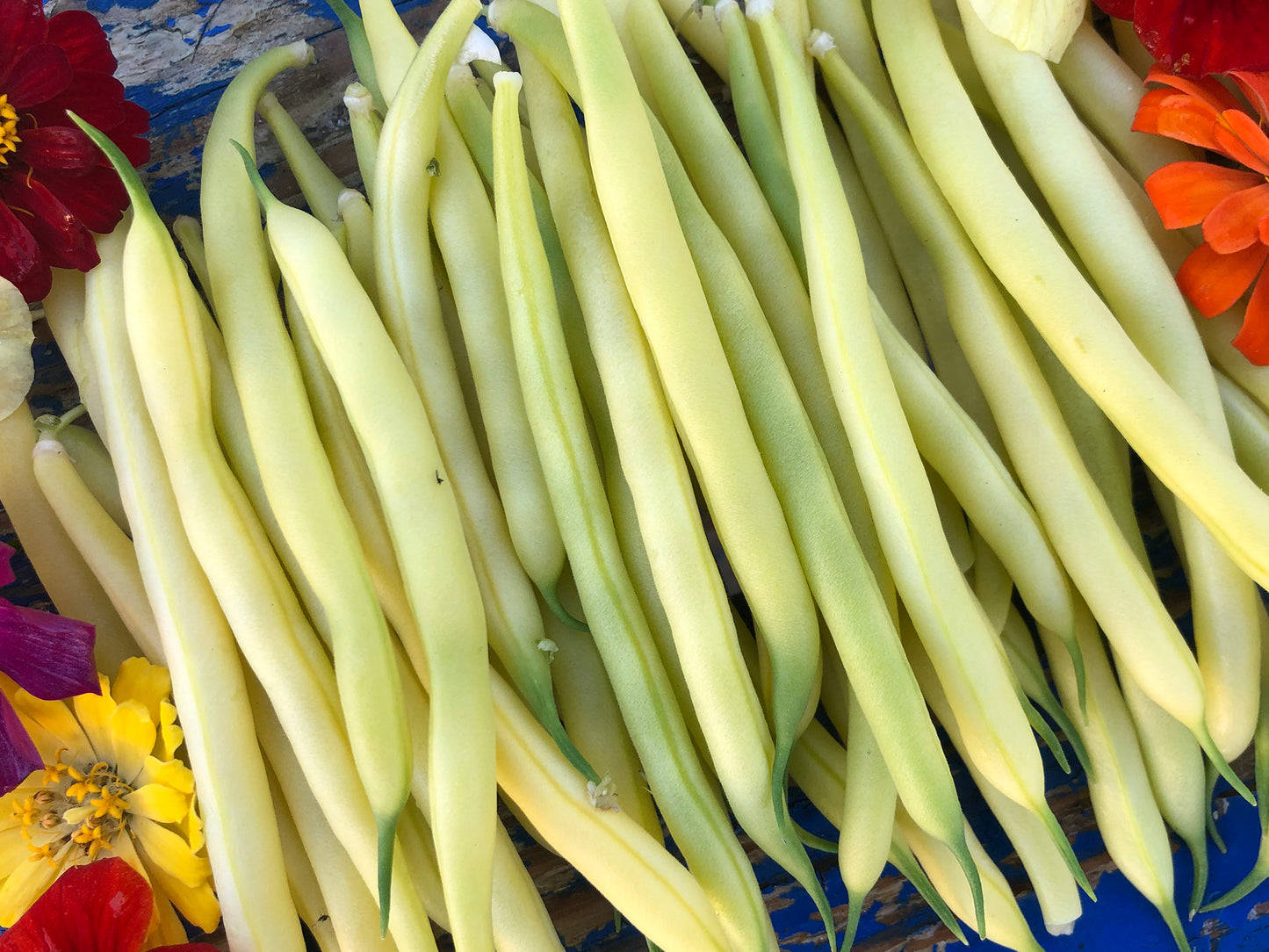 Golden Wax Bush Bean Seeds