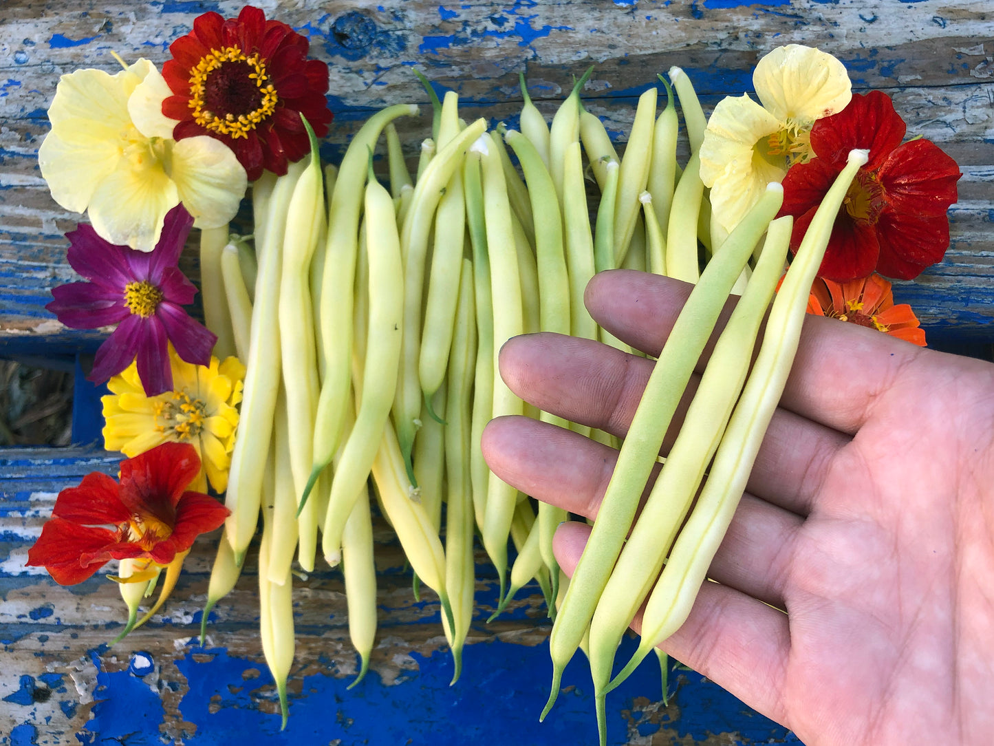 Golden Wax Bush Bean Seeds