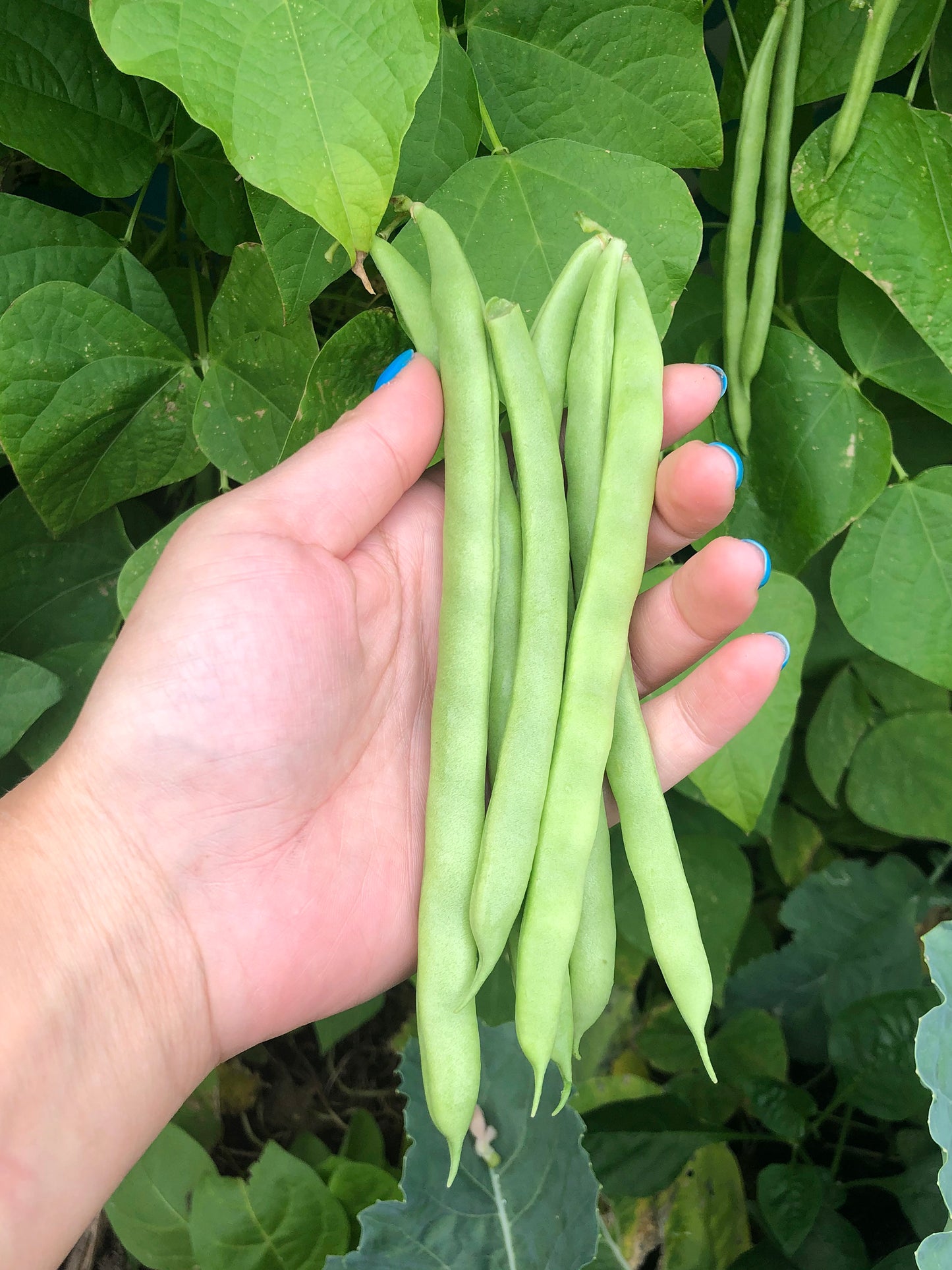 Super Productive Green Pole Bean Seeds