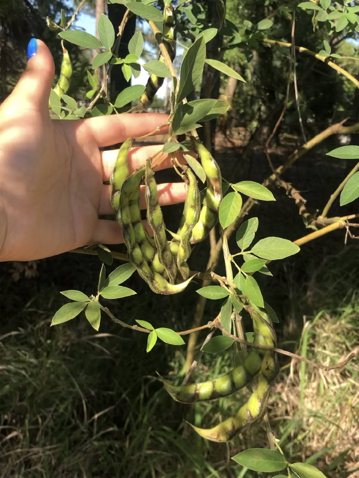 Pigeon Peas aka Guandules