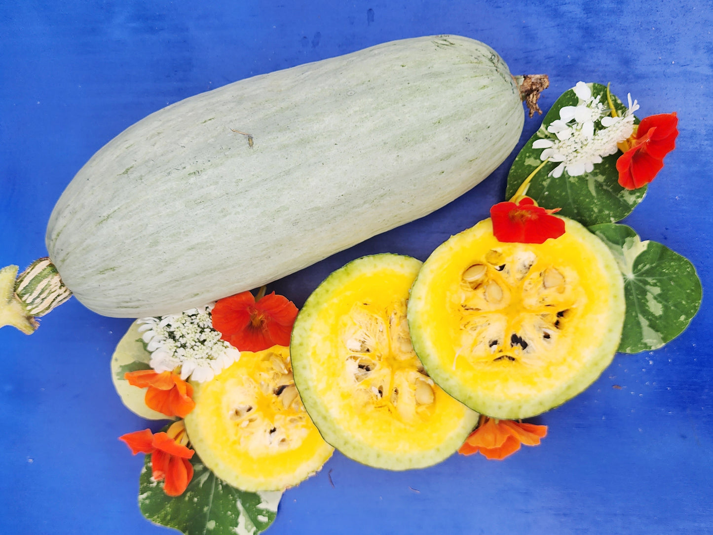 Guatemalan Blue Squash