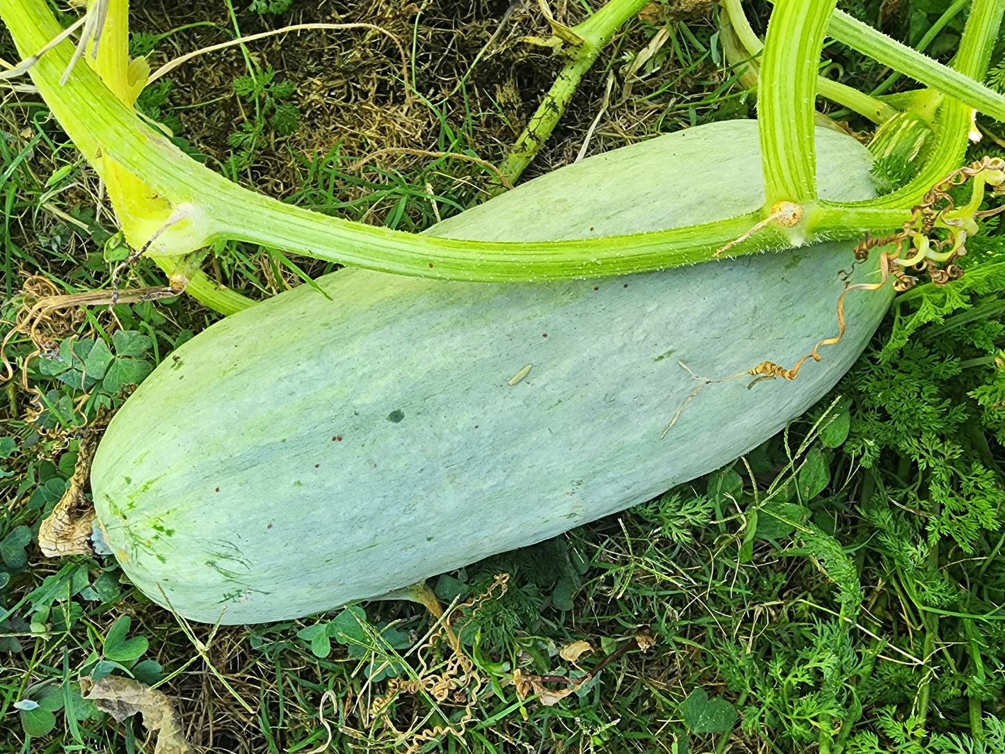 Guatemalan Blue Squash