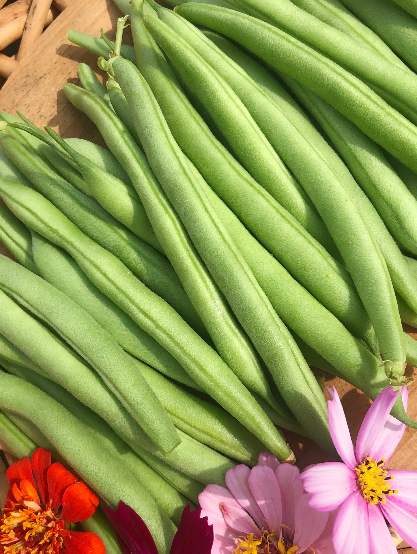 Harvester Bush Bean Seeds