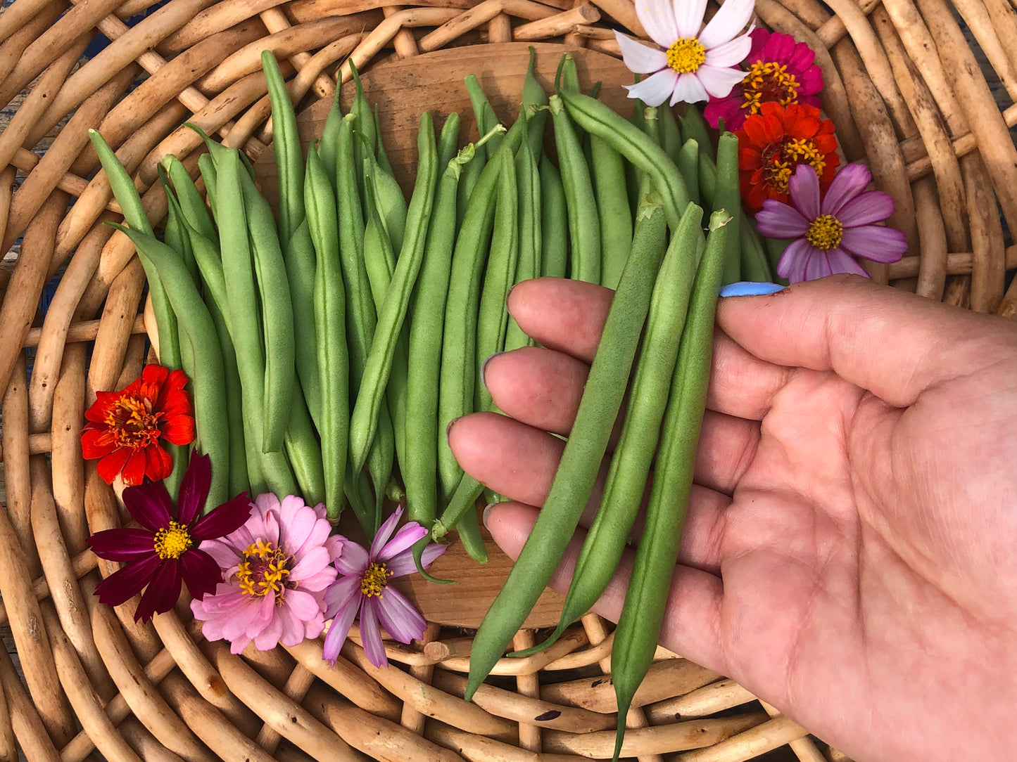 Harvester Bush Bean Seeds