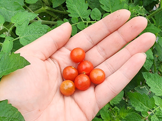 Hawaiian Currant Tomato Seeds