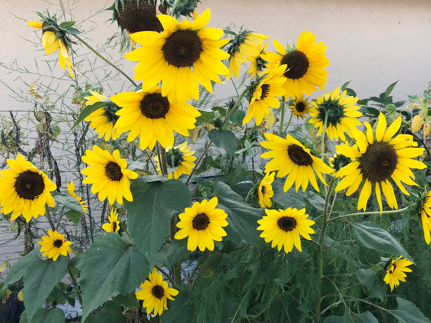 Henry Wilde Sunflower