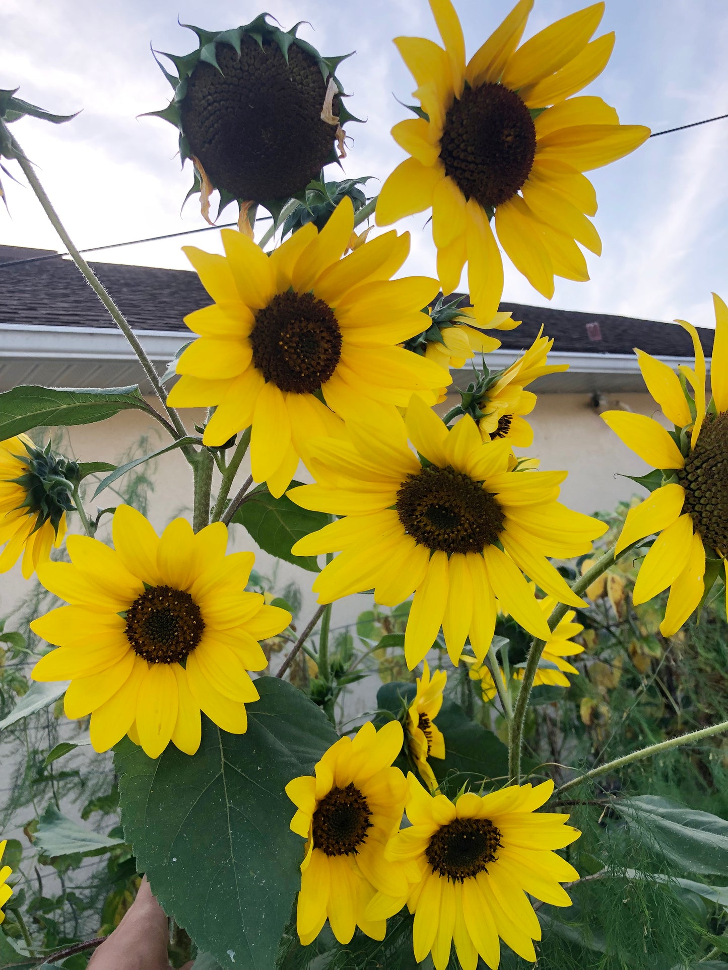 Henry Wilde Sunflower