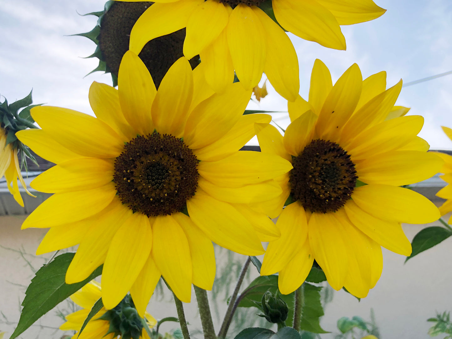 Henry Wilde Sunflower