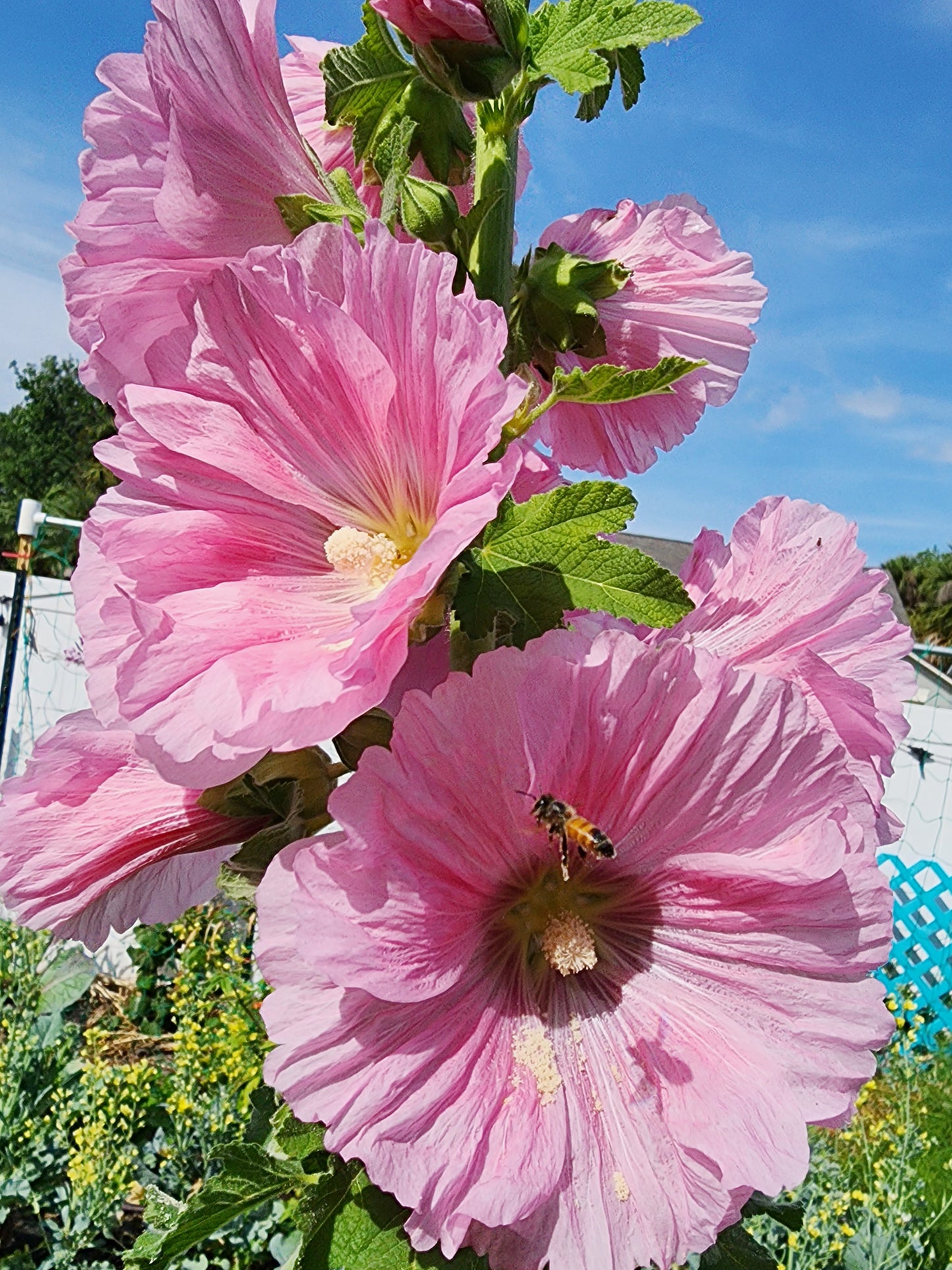 Hollyhock Mixed Colors