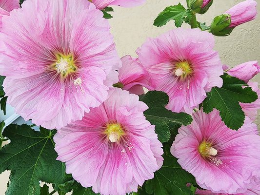 Hollyhock Mixed Colors