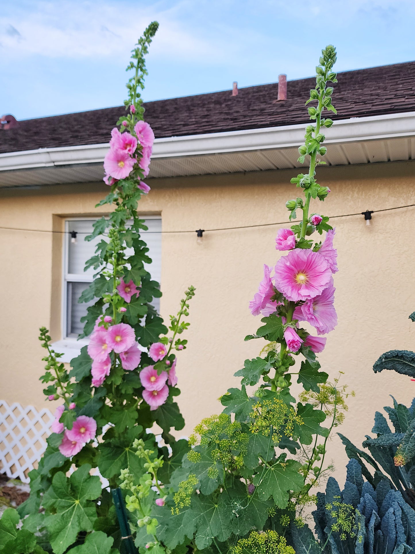 Hollyhock Mixed Colors