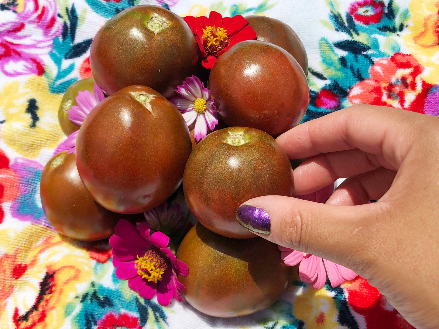 Japanese Trifele Large Pear Tomato