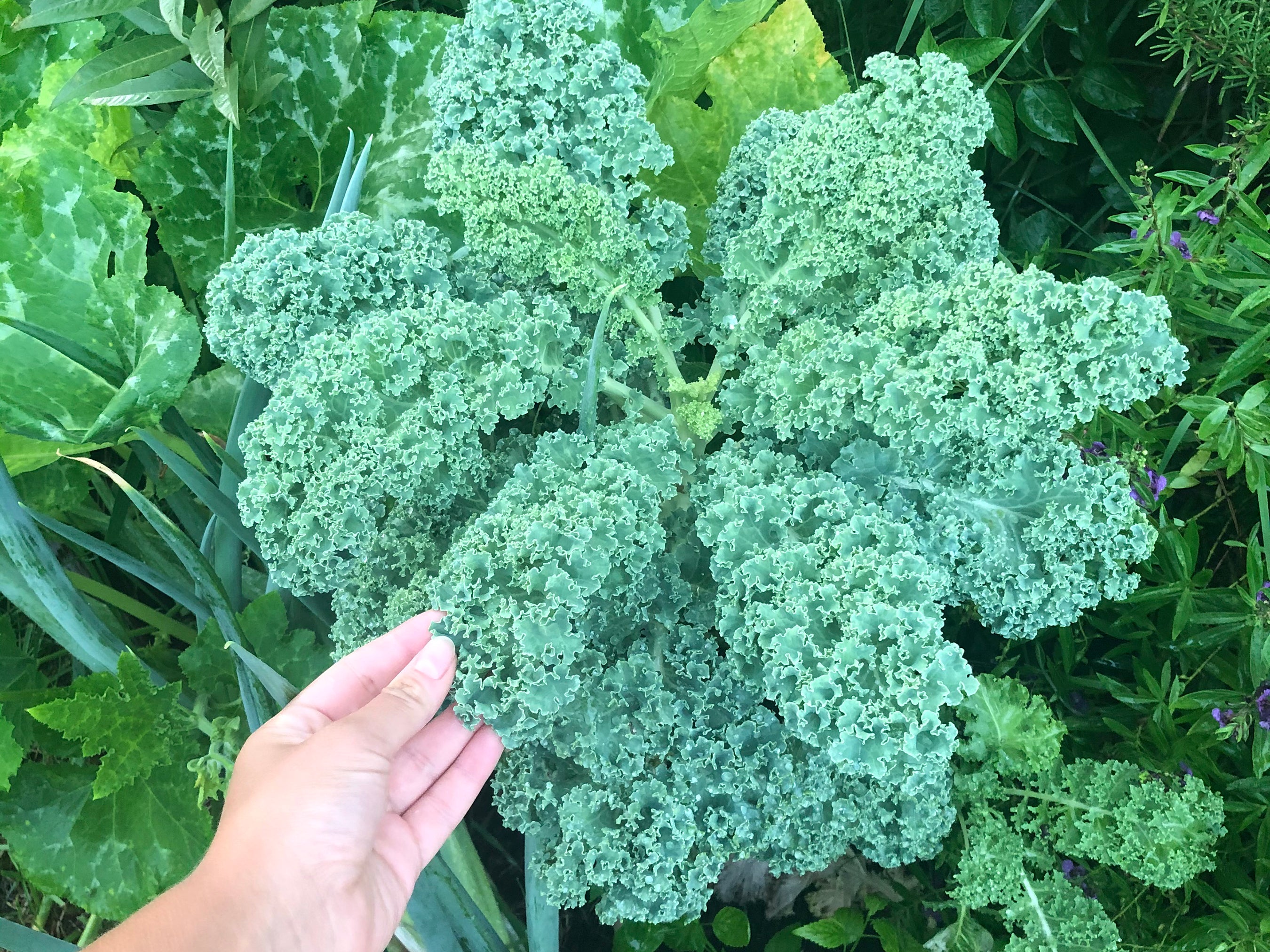 vates-blue-scotch-curly-leaf-kale-jerra-s-garden