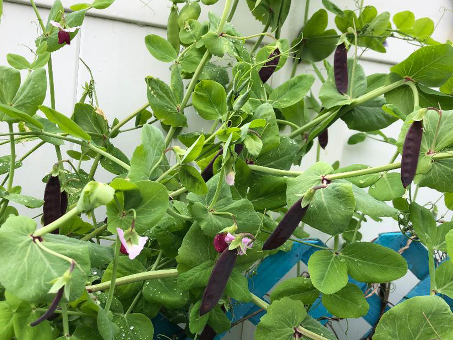 King Tut Purple Podded Pea