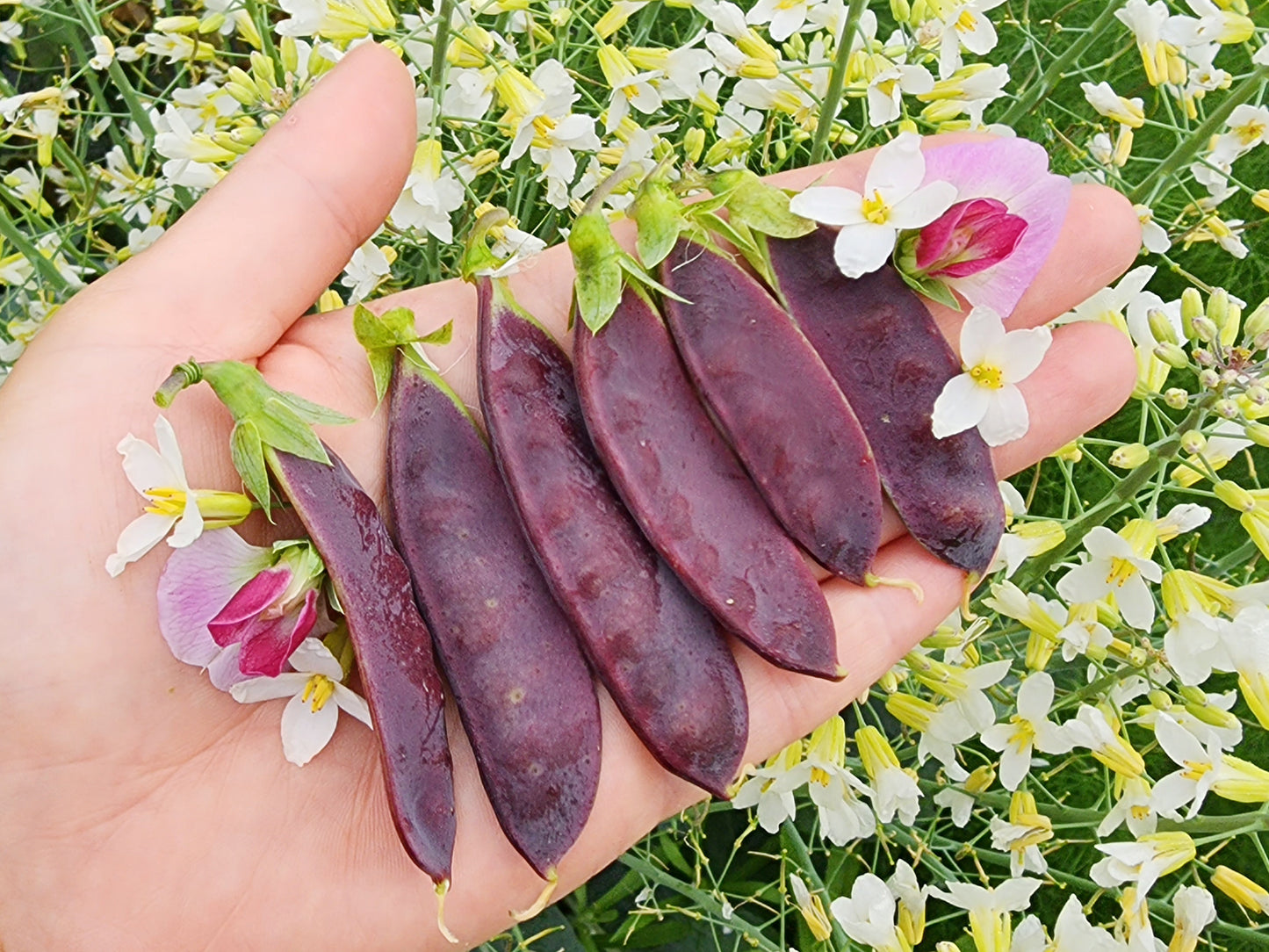 King Tut Purple Podded Pea