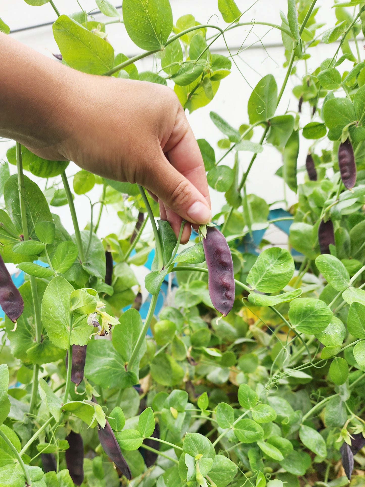 King Tut Purple Podded Pea