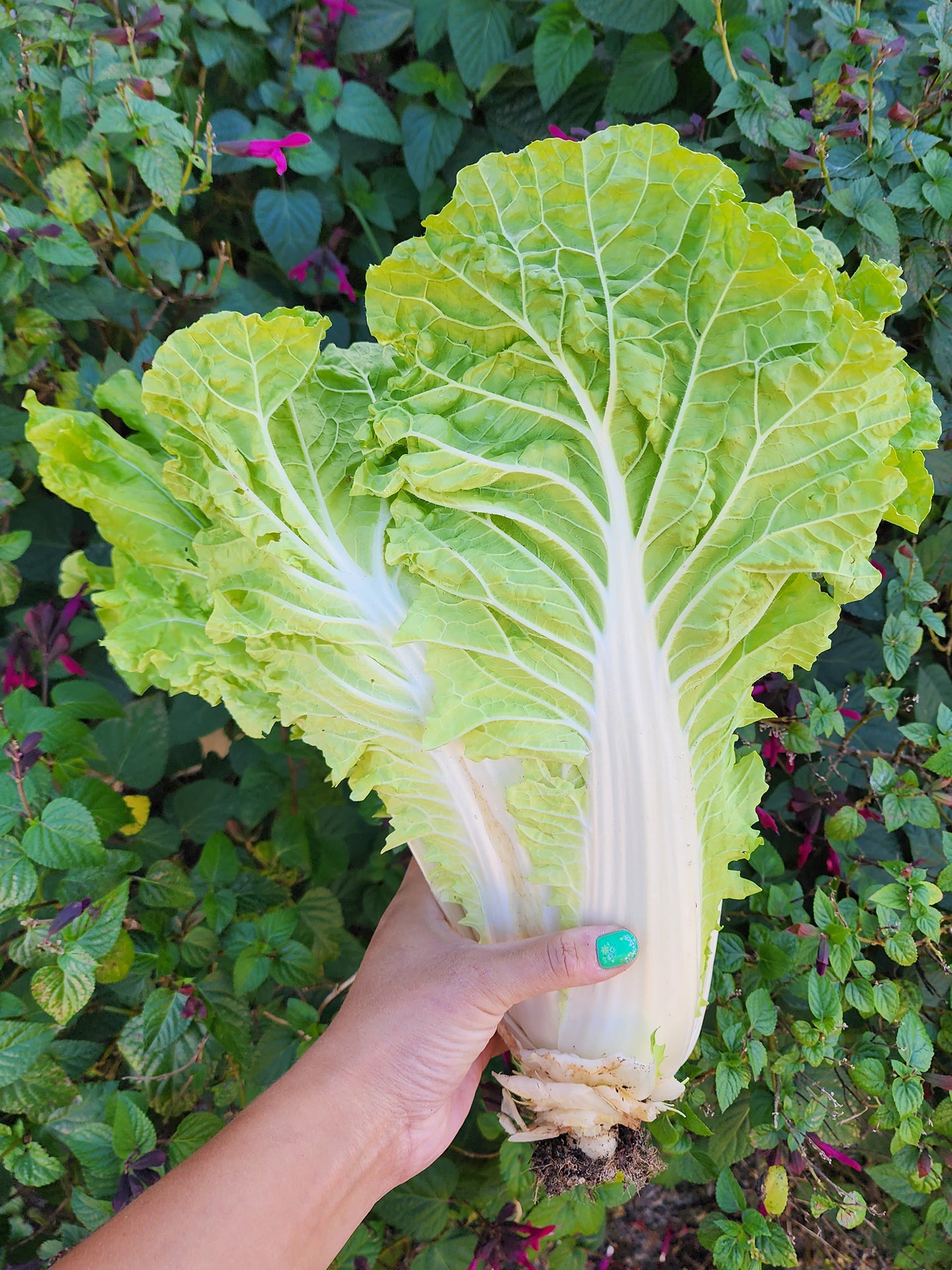 Kogane Napa Cabbage