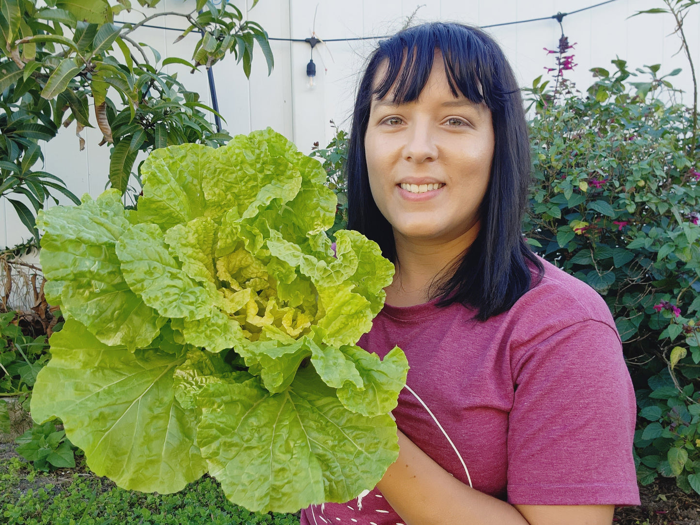 Kogane Napa Cabbage