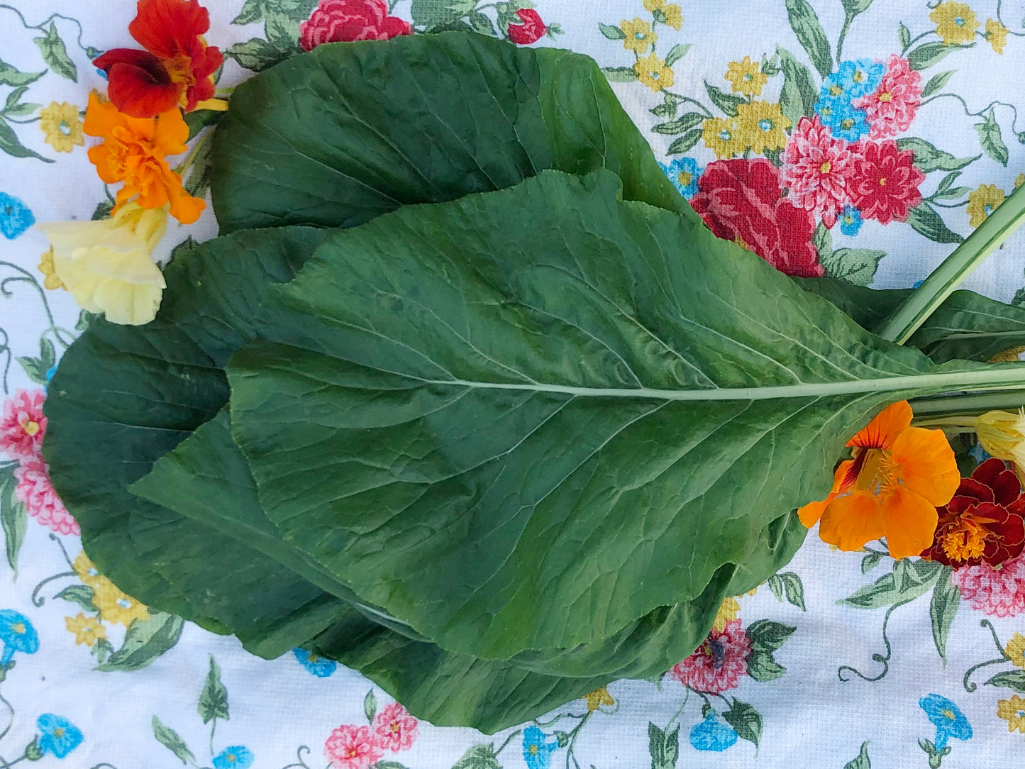 Komatsuna Mustard Greens Seeds