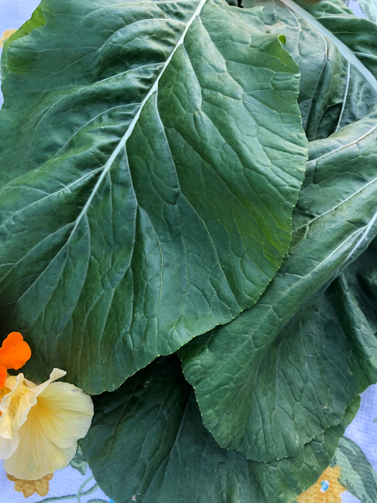 Komatsuna Mustard Greens Seeds