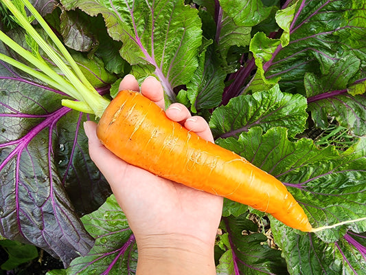 Kuroda Japanese Carrot