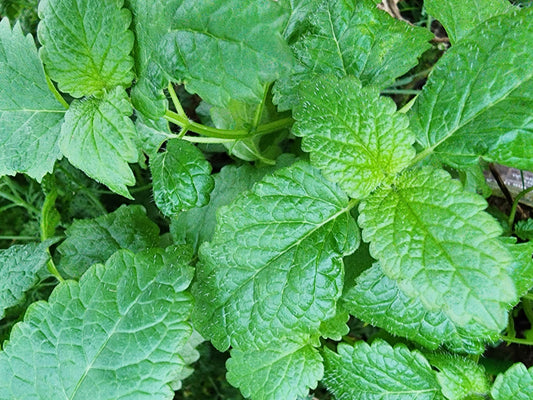 Lemon Balm